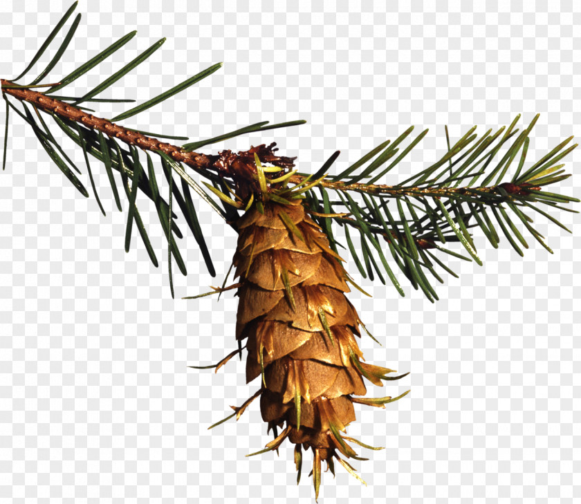 Twig Spruce Conifer Cone Pine Clip Art PNG