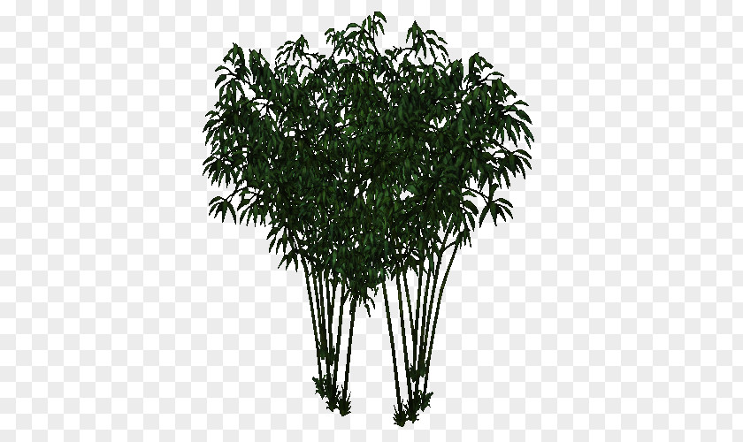 Bamboo Tree Shrub Plant Flowerpot Arecales PNG