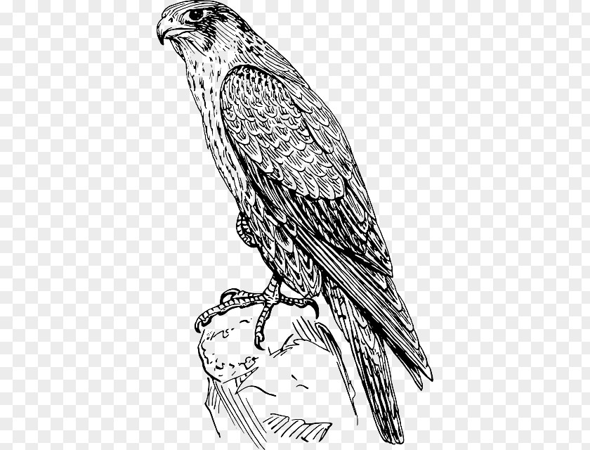 Bird Of Prey Peregrine Falcon Drawing Clip Art PNG
