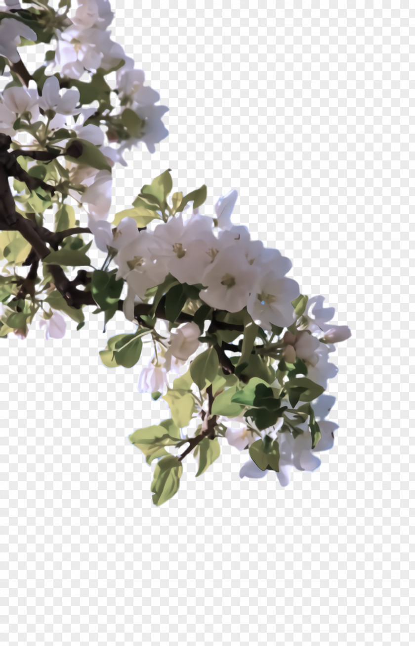Blossom Tree Flower White Plant Branch Lilac PNG