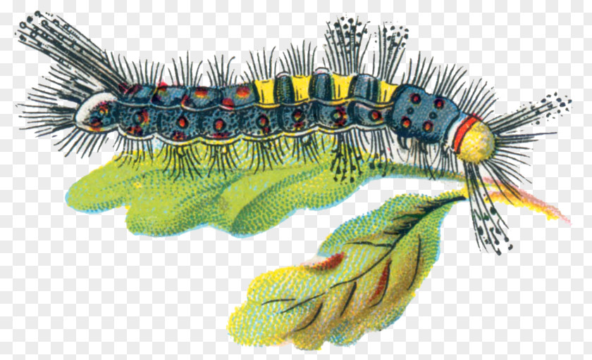 Flying Silk Orgyia Antiqua Caterpillar Insect Butterfly Larva PNG