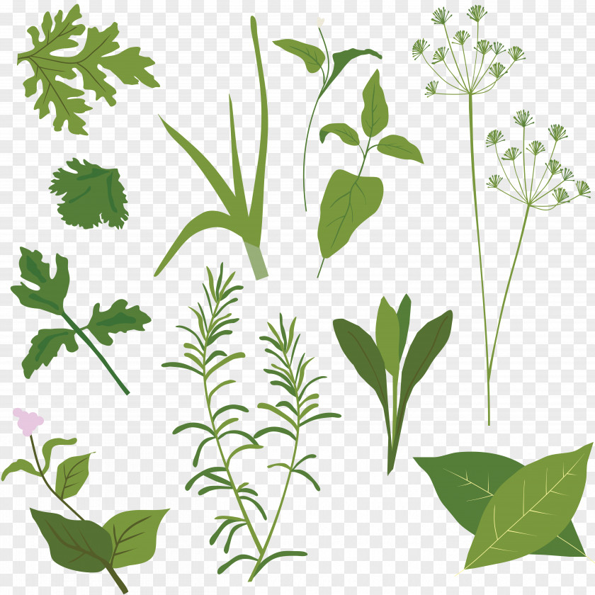 Herbs Drawing Herb Vector Graphics Clip Art Illustration Spice PNG