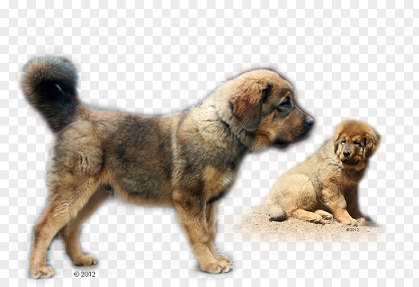 Puppy Dog Breed Leonberger Tibetan Mastiff English PNG