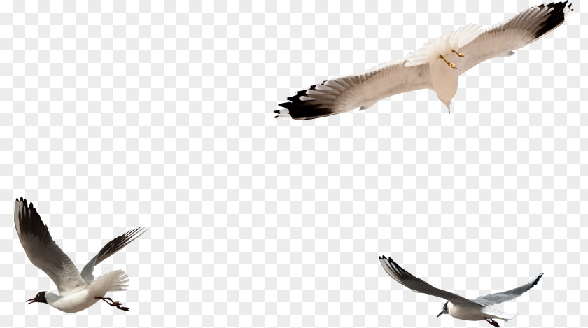 Bird European Herring Gull Columbidae Clip Art PNG