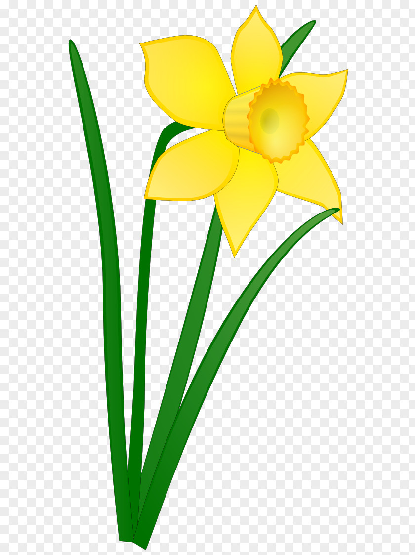 Daffodil Cartoon Free Content Clip Art PNG