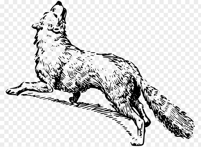 Dog Red Fox Whiskers Breed PNG