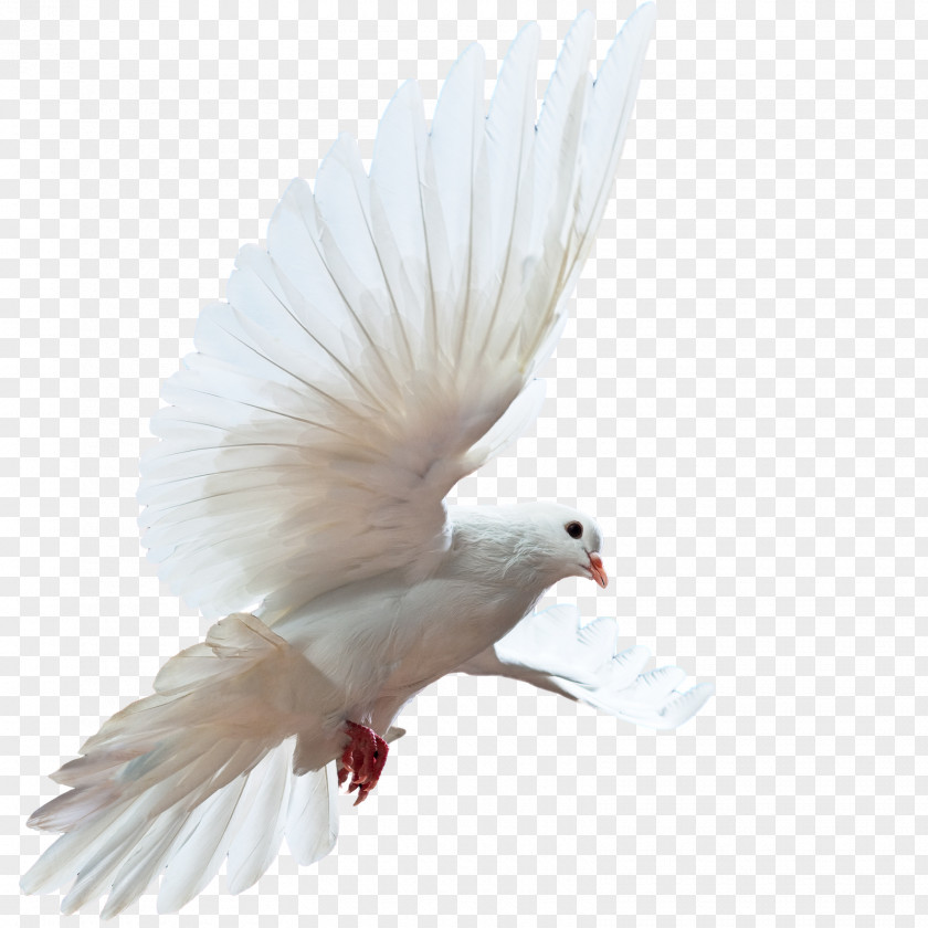 DOVE Airplane Flight Stock Photography PNG