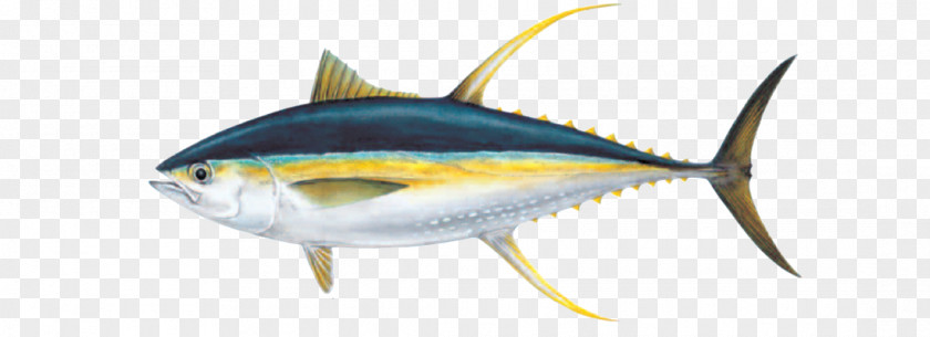 Fishing Bigeye Tuna Albacore Yellowfin Atlantic Bluefin Skipjack PNG