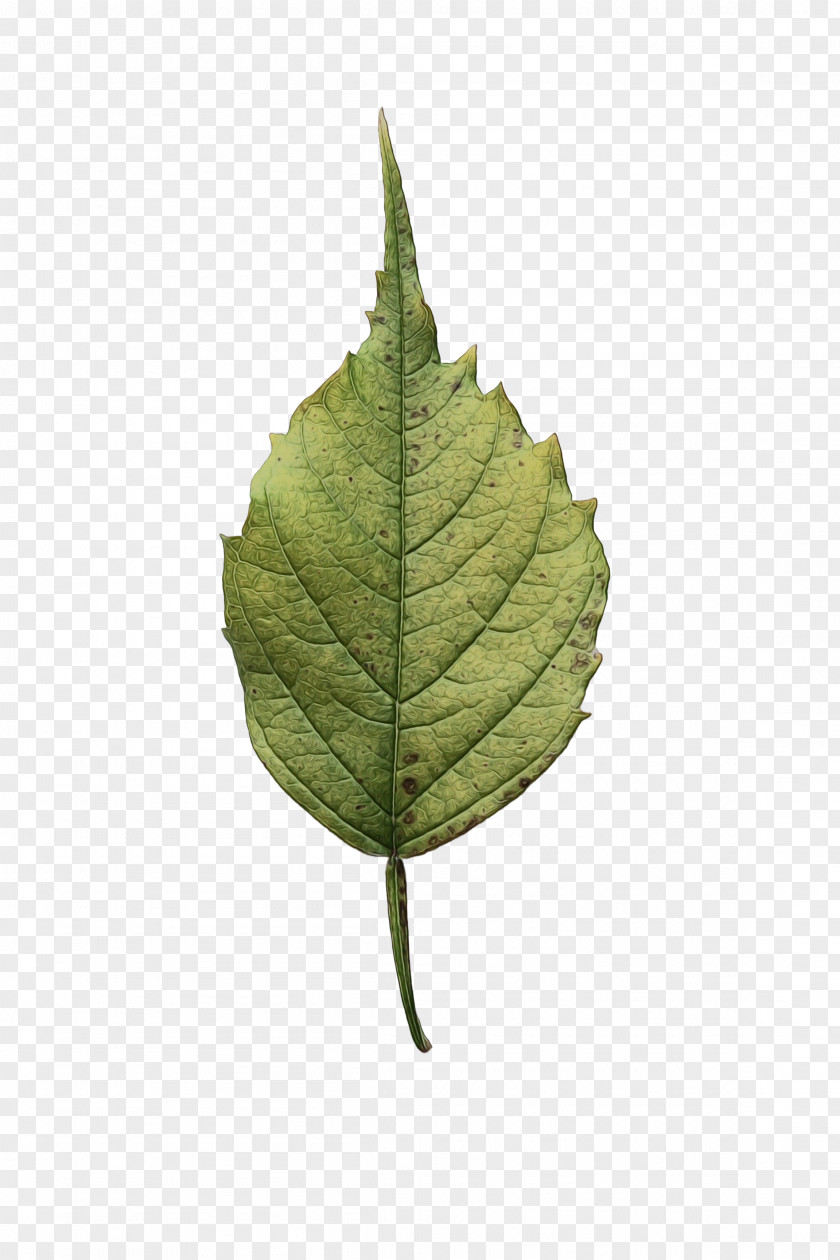 Anthurium Plant Pathology Oak Tree Leaf PNG