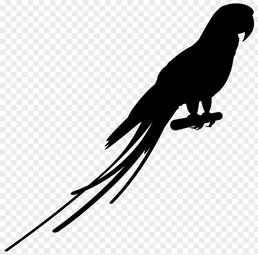 Beak Bird Of Prey Feather Clip Art PNG