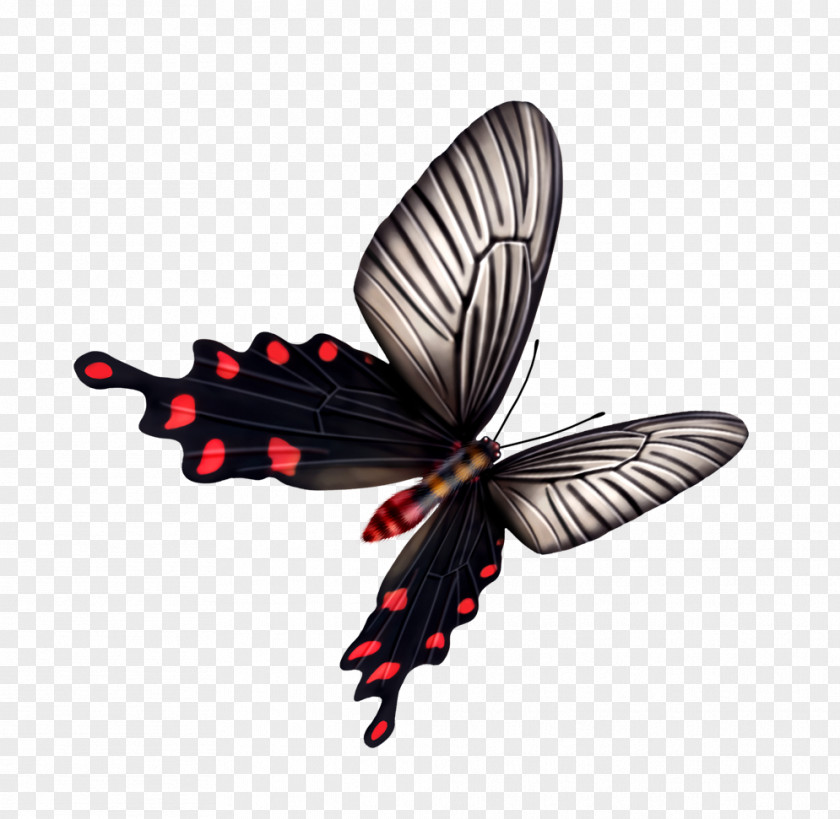 Butterfly Dragonfly Insect PNG