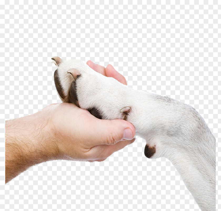 Holding Dog Paw Puppy Breed Cat Small Animal Medicine PNG