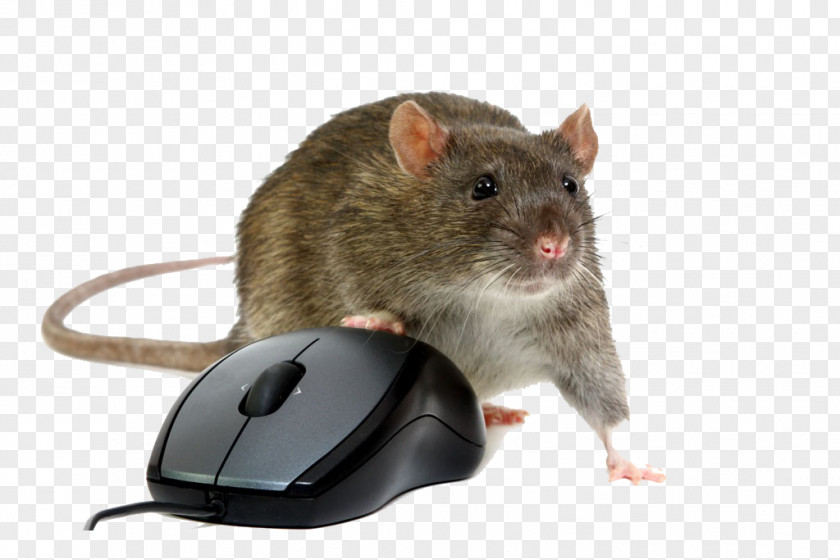 Mouse And High-definition Buckle Material Computer Rat Remote Access Trojan Stock Photography PNG