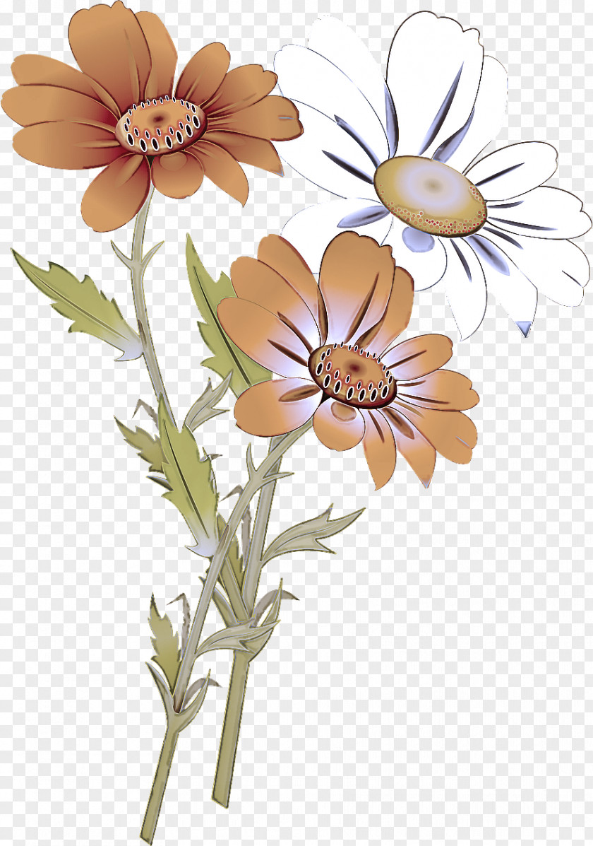 Petal Oxeye Daisy PNG