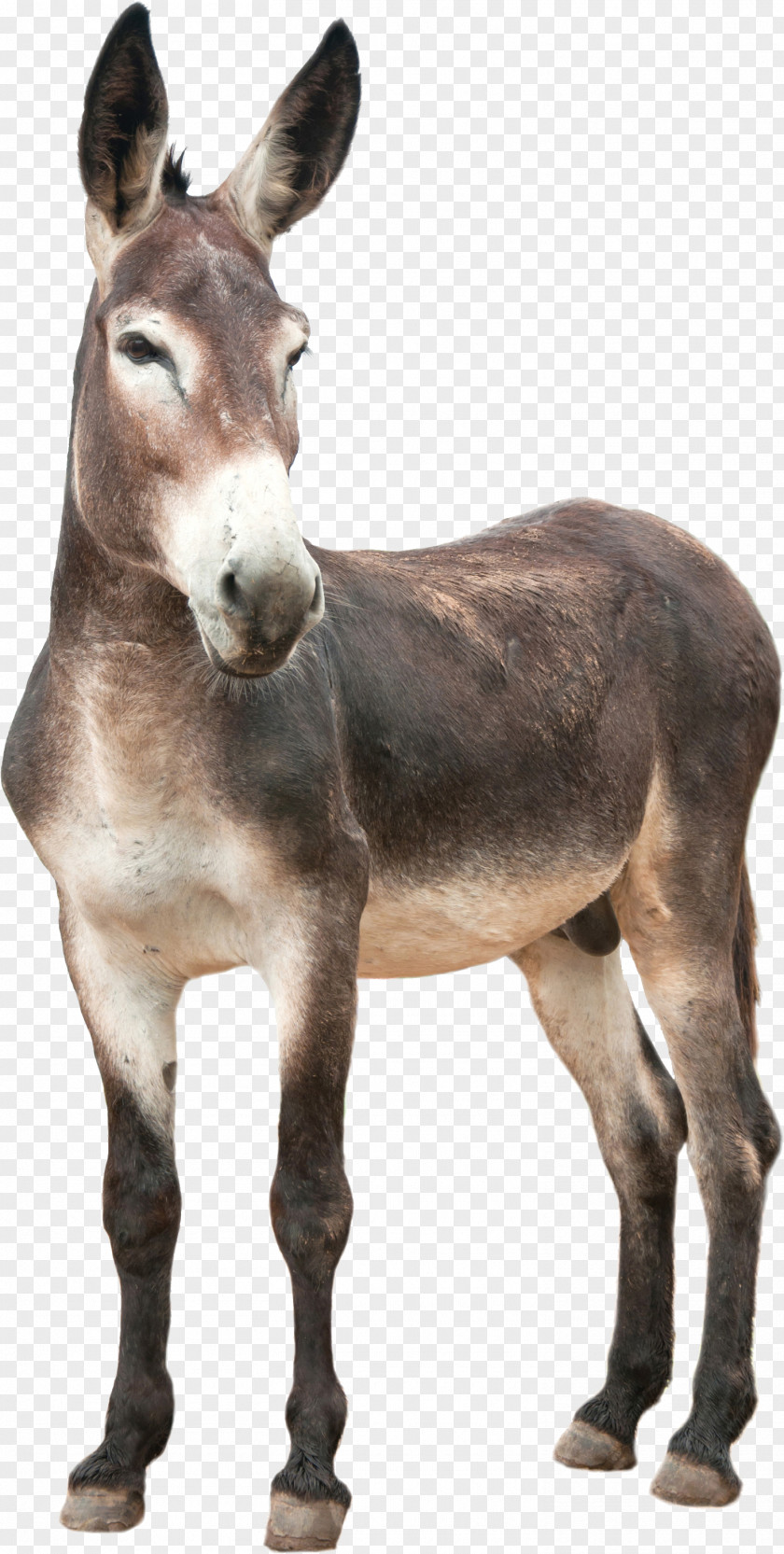 Donkey PNG clipart PNG