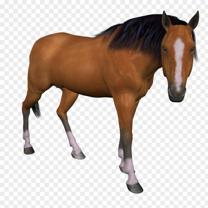Horse Animal Ve PNG