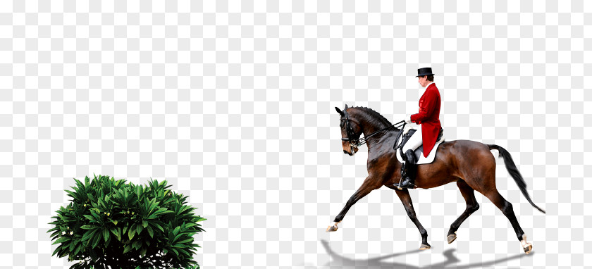 Horse Riding 2014 FEI World Equestrian Games Equestrianism Dressage PNG
