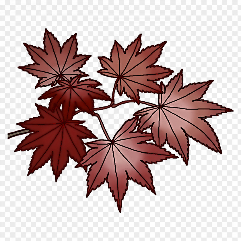 Maple Leaf PNG