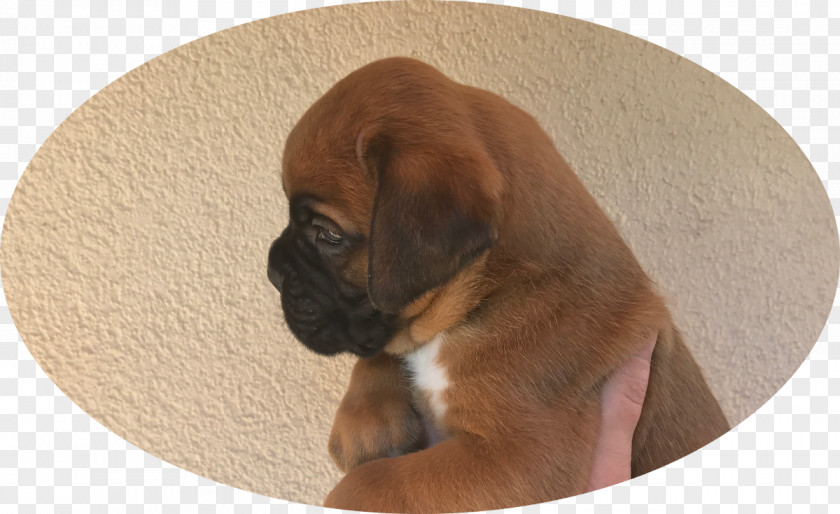 Puppy Boxer Puggle Dog Breed Snout PNG