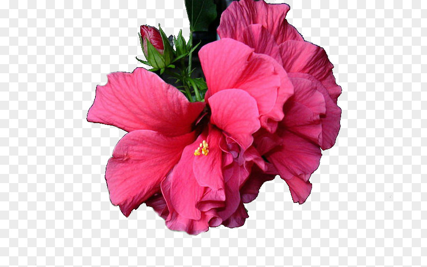 Shoeblackplant Cut Flowers Pink M Petal Annual Plant PNG