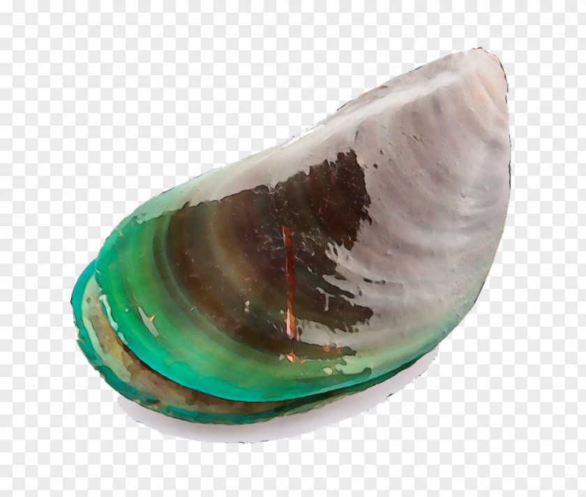 Turquoise Abalone Bivalve Mussel Baltic Clam Glass Shellfish PNG