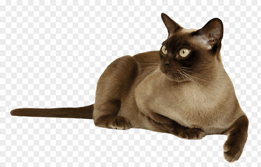 Dog Burmese Cat Food Stock Photography Wound Management PNG