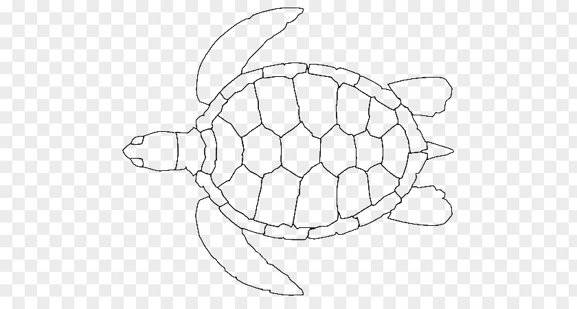 Sea Turtle Drawing Outline Green Loggerhead Hawksbill PNG
