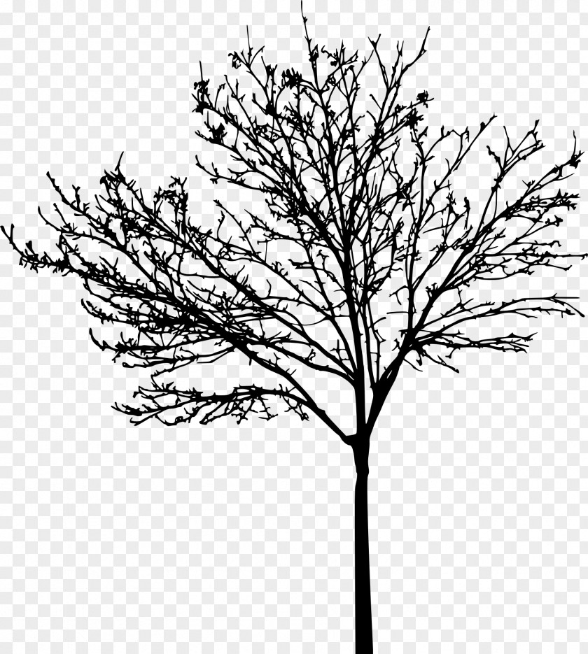 Tree Silhouette Clip Art PNG