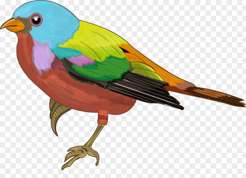 Vector Colored Sparrow Bird Cartoon PNG