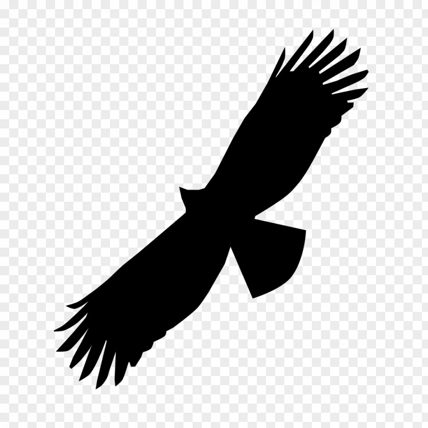 Eagle Black Bird Of Prey Bald Beak PNG