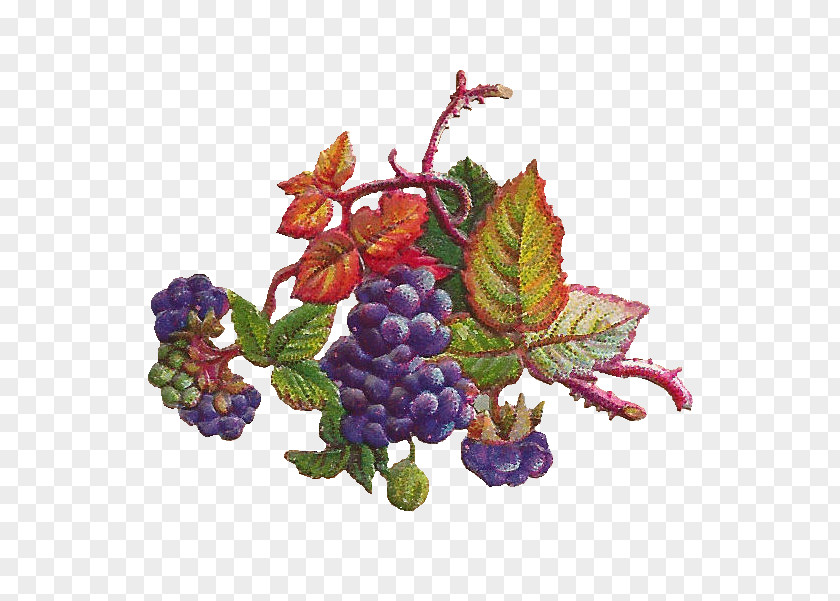 Grape Leaves Grapevines Concord Berry PNG