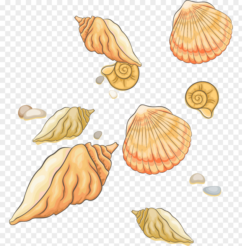 Great Shell Vector Material Seashell Clip Art PNG