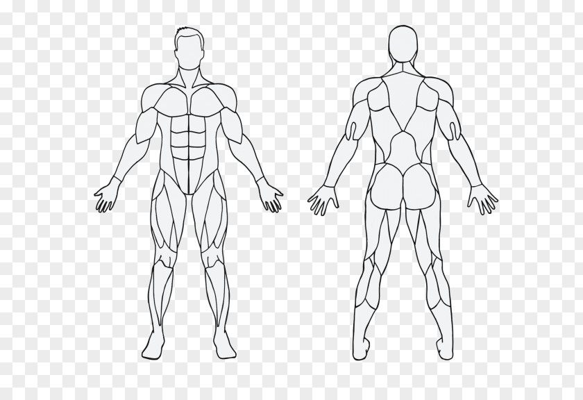 Muscle Exercise Human Body Calorie Physical Fitness PNG
