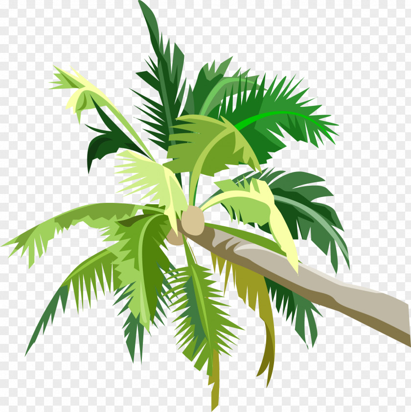 Palm Tree Arecaceae Coconut Fruit PNG