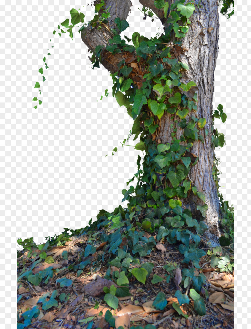 Trees Populus Nigra Tree PNG