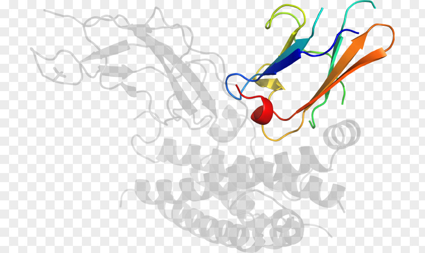 Corticotropinreleasing Hormone Receptor 1 Clip Art Illustration Graphic Design Line PNG