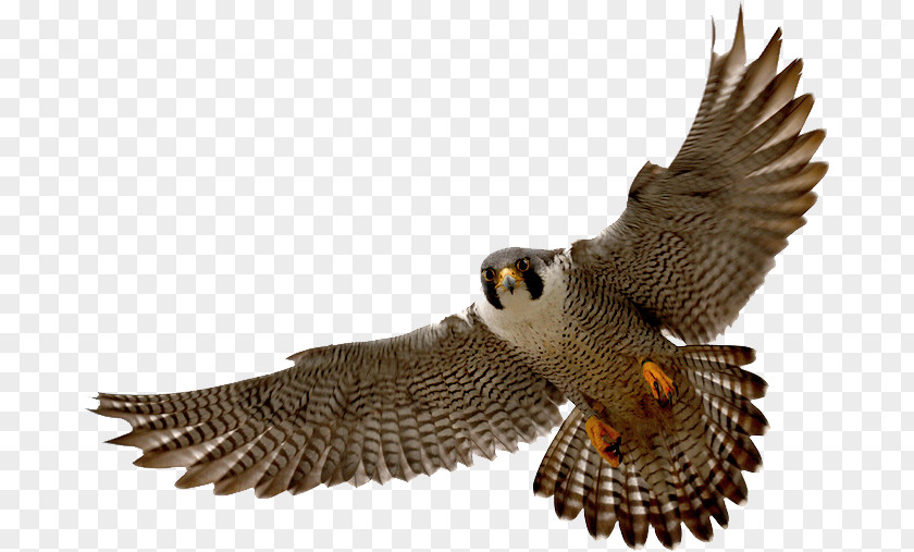 Falcon Clip Art PNG