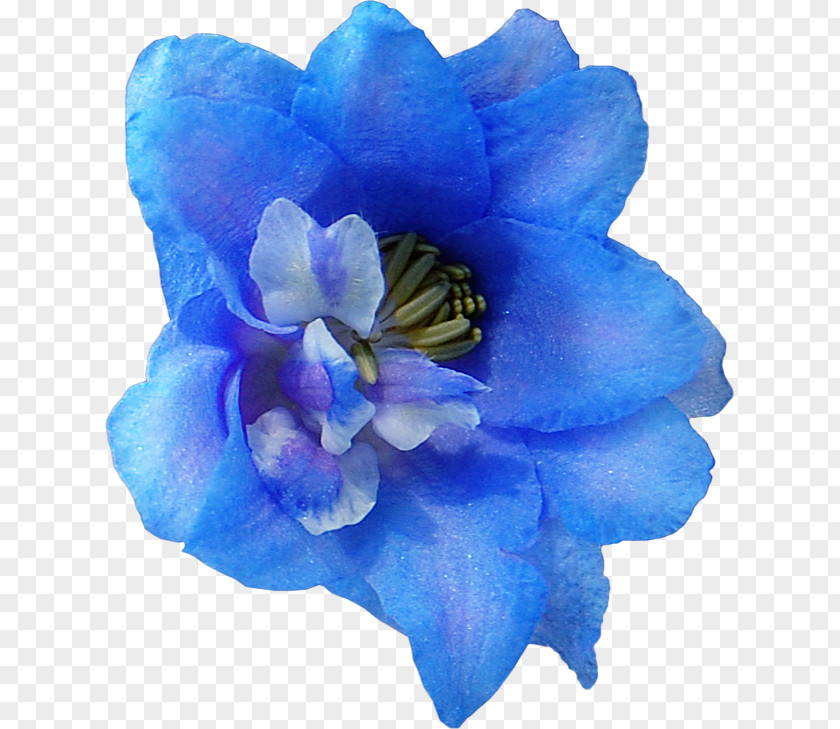 Flower Blue Drawing Clip Art PNG