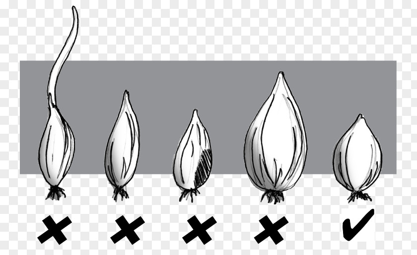 Growing Onions Onion Wiring Diagram Plants Seed PNG