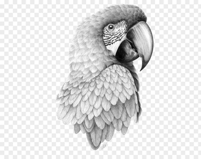 Parrot Bird Drawing Macaw Sketch PNG