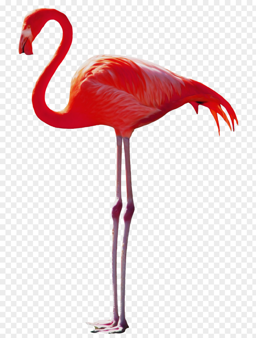 Bird Image Animal Painting PNG