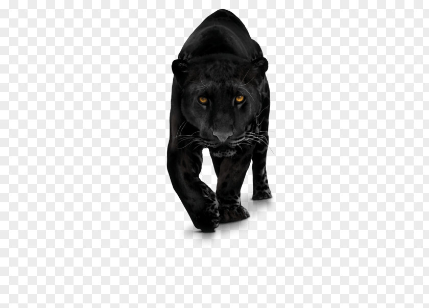 Black Panther Jaguar Leopard Cougar Cheetah PNG