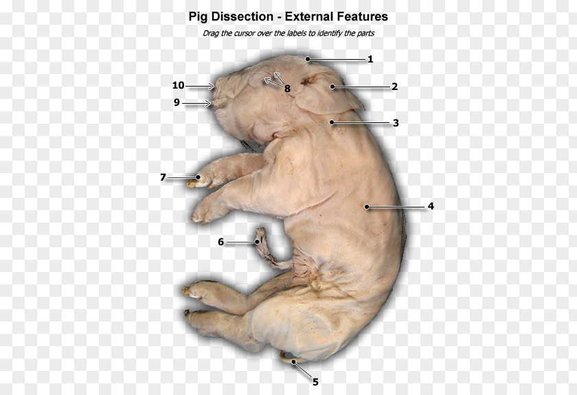 Cat Jaw Snout Mammal Tail PNG