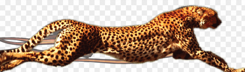 Leopard Like A Cheetah Elgin Kwik Out Bail Bonds PNG