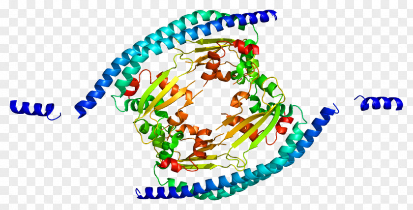 Protein SET Proto-oncogene PNG