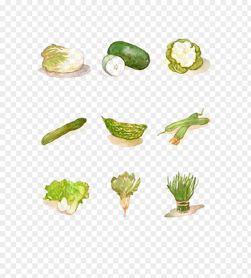 Vegetable Element Wax Gourd Watercolor Painting PNG