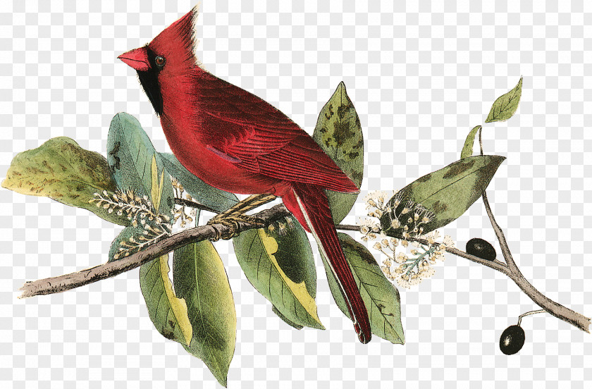 Bird The Birds Of America Painting National Audubon Society Northern Cardinal PNG