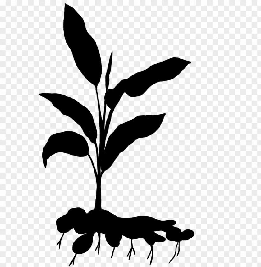 Clip Art Leaf Plant Stem Silhouette Line PNG