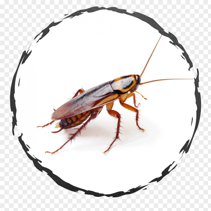 Cockroach German American Pest Control PNG