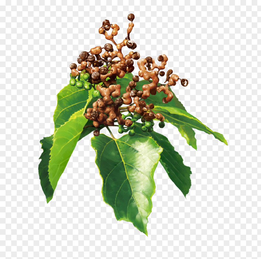 Raisin Hovenia Dulcis Extract Ampelopsin Hangover Dietary Supplement PNG